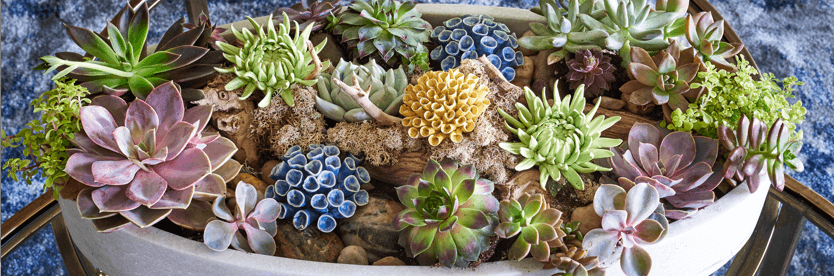 Succulents